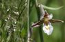 Sumpf-Ständelwurz (Epipactis palustris)