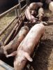 Bio-Schweinehaltung