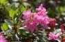 Bewimperte Alpenrose (Rhododendron hirsutum)