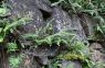 Braunstieliger Streifenfarn (Asplenium trichomanes)