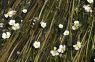 Flutender Wasserhahnenfuß (Ranunculus fluitans)
