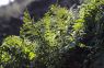 Gewöhnlicher Tüpfelfarn (Polypodium vulgare)