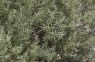 Lavendel-Weide (Salix eleagnos)