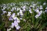 Niedriges Veilchen (Viola pumila)