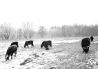 Winterbeweidung mit Heck-Rindern