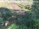 Mit Hochmoorschlenken-Arten (Rhynchospora alba, Drosera intermedia) wiederbesiedelter Torfstich in wiedervernässtem Moor
