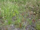 Wiederbesiedlung abgetorfter, nasser Flächen mit Hochmoor-Arten, aber überwiegend der Schlenken (R. alba, L. innundata, D. intermedia, D. rotundifolia)