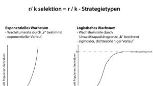 r / k - Strategietypen